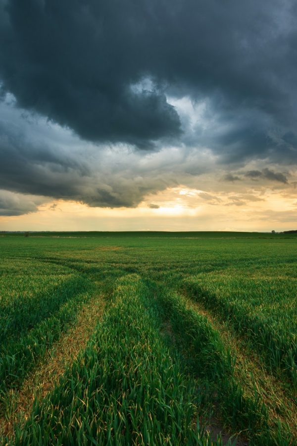 Stormy field